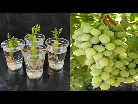 , title : 'simple method propagate grape tree with water , growing grapes tree at home'