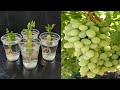 simple method propagate grape tree with water , growing grapes tree at home