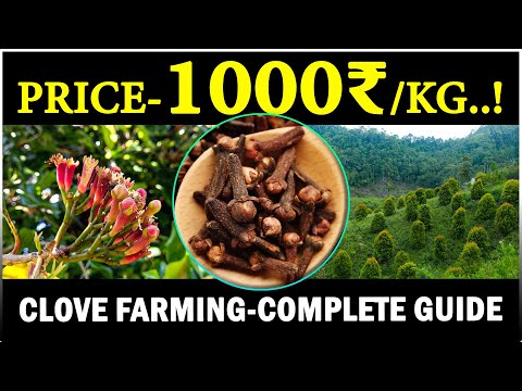 How Are Cloves (Laung) Grown? | Clove Cultivation