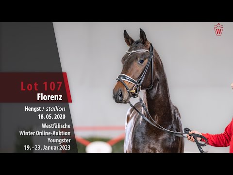 Winter Online-Auktion Lot 107 Florenz Hengst v. Franziskus - Donnerhall