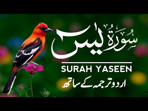 Surah Yaseen Urdu Tarjuma ke Sath | Peaceful Recitation | Episode - 577