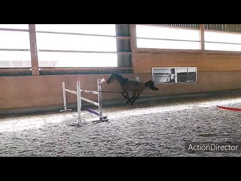 First Landais (contendro x Hélios de la cour)