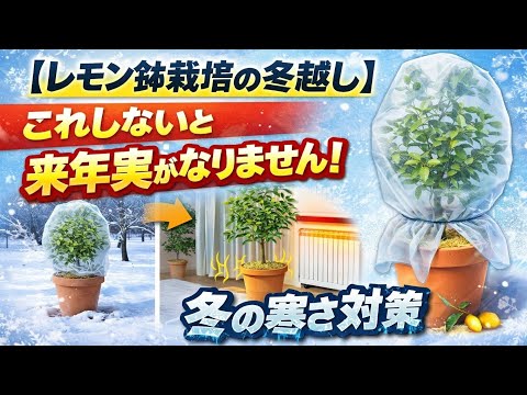 レモンの木を鉢と地面で越冬させるとき、水やりの頻度は乾いた表面にします。