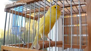 Download lagu Yellow Spanish Timbrado Original by mbirdTraining mp3