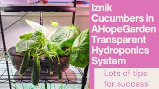 Iznik Cucumbers Grown in AHopeGarden Transparent Hydroponics System, w/ Aerogarden Nutrients, Tips
