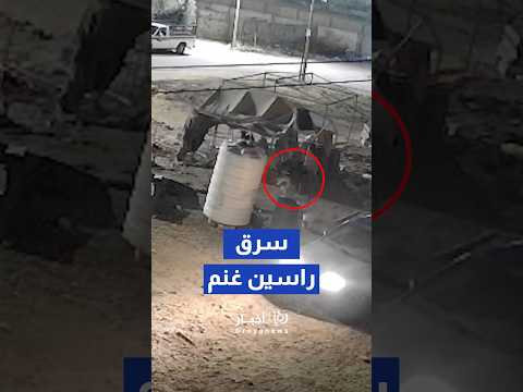 كاميرا مراقبة توثق سرقة رأسين من الأغنام في مادبا #shorts #short #shortsclip