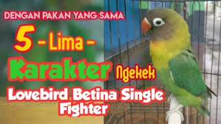 Download lagu 5 Gaya Lovebird Ngekek Panjang mp3 Download lagu 5 Gaya Lovebird Ngekek Panjang mp3