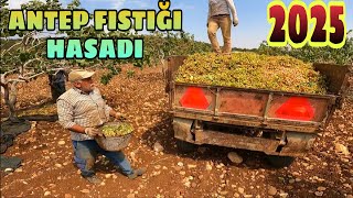 2025 Antep fıstığı hasadı... güzel fiyat güzel verim...