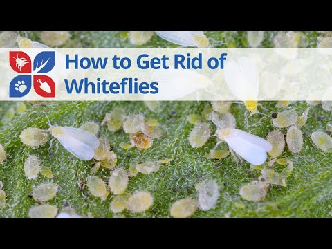  How to Get Rid of Whiteflies on Plants - Garden Pest Control Tips Video 