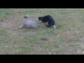 Cat And Armadillo