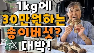송이버섯 가격은? 이렇게 보관해보세요 - pine mushroom