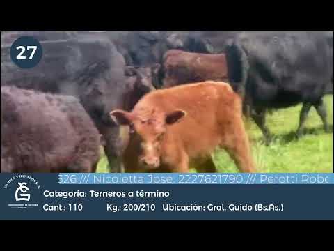 Lote Machos a término - Gral Guido Bs As