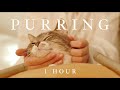 1 Hour ASMR Healing Cat Massage And Happy Purring For Focus Relaxation And Deep Sleep