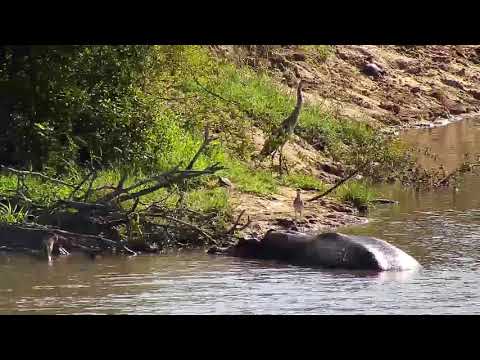 Djuma: Hippo, Grey Heron, Water Thick-knees and Terrapin - 08:20 - 01/21/2020