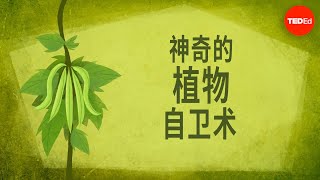 神奇的植物自卫术 - Valentin Hammoudi