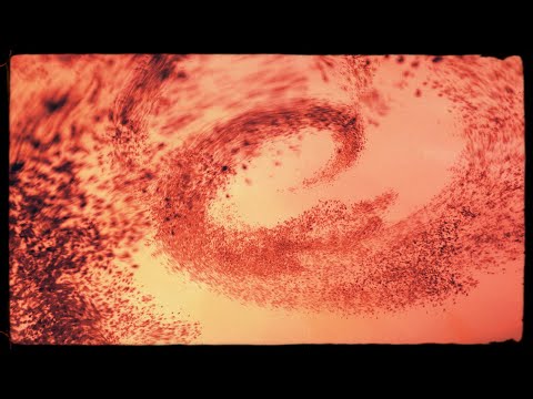 Whirl (Official Music Video) - Janus Rasmussen & David Bergmüller