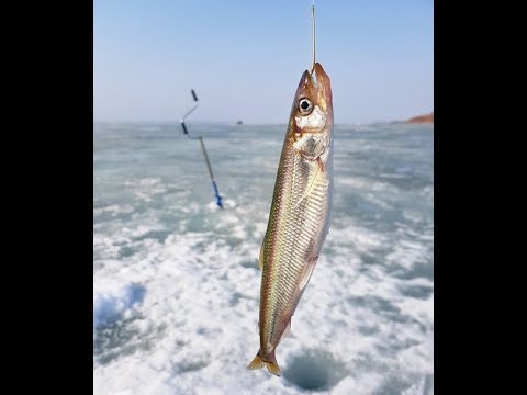 Корюшка. Baltic smelt. मछली गलाना
