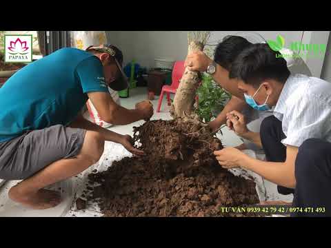 #18 Phá bầu mai trồng chậu, Dưỡng rễ, Phục hồi mai sau phá bầu
