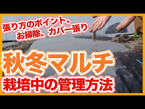 冬の家庭菜園のマルチの種類と貼り方のコツ