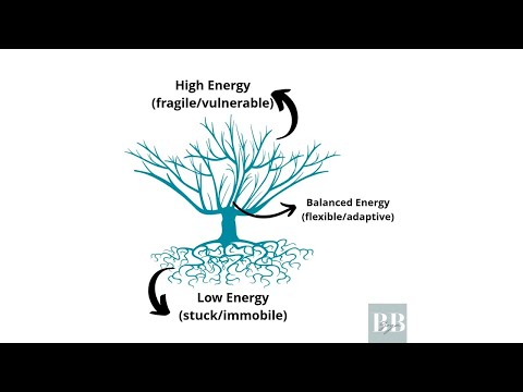 Survivorship Series: What is the Lymphatic Energy Tree Program?