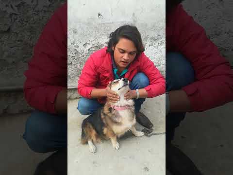 #Minizoovloge #newpet #viralshots #petvlog 🐕(Raheem Qureshi)