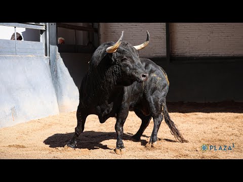 SORTEO | Toros de Juan Pedro Domecq, corrida toros 29 mayo