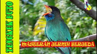 Download lagu SUARA TENGKEK BUTO JERNIH BERJEDA mp3 Download lagu SUARA TENGKEK BUTO JERNIH BERJEDA mp3
