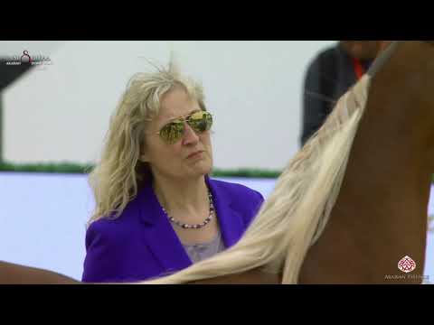 N 48 SHUMOOS AL HAWAJER   Al Shiraa International Arabian Horse Show 2020