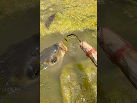 Hook fish trapping  #bigfish  #catfish  #viralreels