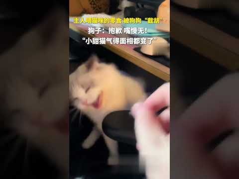 主人喂猫咪的零食被狗狗&ldquo;截胡&rdquo;，狗子：抱歉！嘴慢无 #萌宠 #搞笑 #日常 ｜China Today中国头条