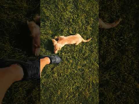 Dachshund puppy for sale