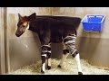Okapi Calf Bursts With Excitement
