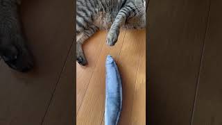 サンマに襲われるライガ君　#ねこ動画 #ねこのいる生活 #ねこの日常