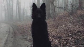 Army Dreamers / Kate Bush / lyrics / 1 hour