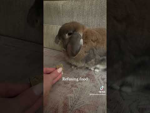 Signs your rabbit is in stasis