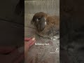 Signs your rabbit is in stasis