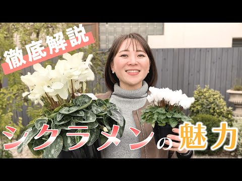 シクラメン・パーシカム f.イスラエルのロゼウム