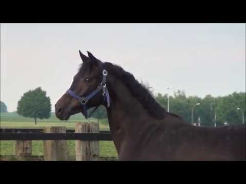 *2013 Stute von Millennium - Sir Schölling  SOLD!!!!