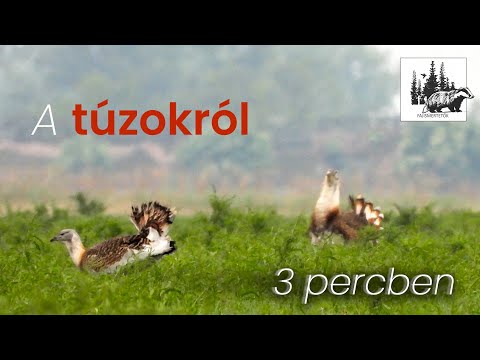 Túzok
