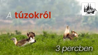 Túzok bemutatása – fajismertető videó