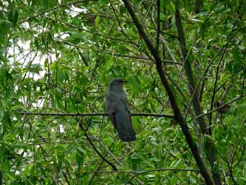 Kukułka - Stawy Bugaj, 08.05.2010