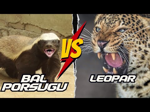 Honey Badger vs. Leopard | Honey Badger Documentary #honeybadger #medyabilgini