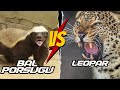 Honey Badger Vs Leopard Honey Badger Documentary Honeybadger Medyabilgini