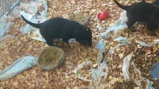 Video preview image #15 Rotterman Puppy For Sale in PARK, VA, USA