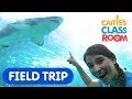 Explore Underwater Animals At The Aquarium Caitie S Classroom Field Trip Shark Video For Kids