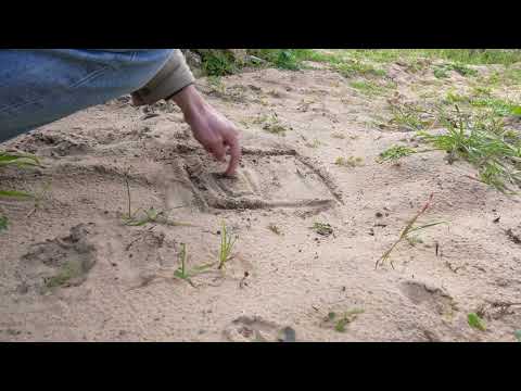 How Colares Vines Are Planted: A Tradition Explained by Diogo Baeta