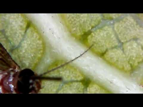 Microscopic world part 2 - mosquito