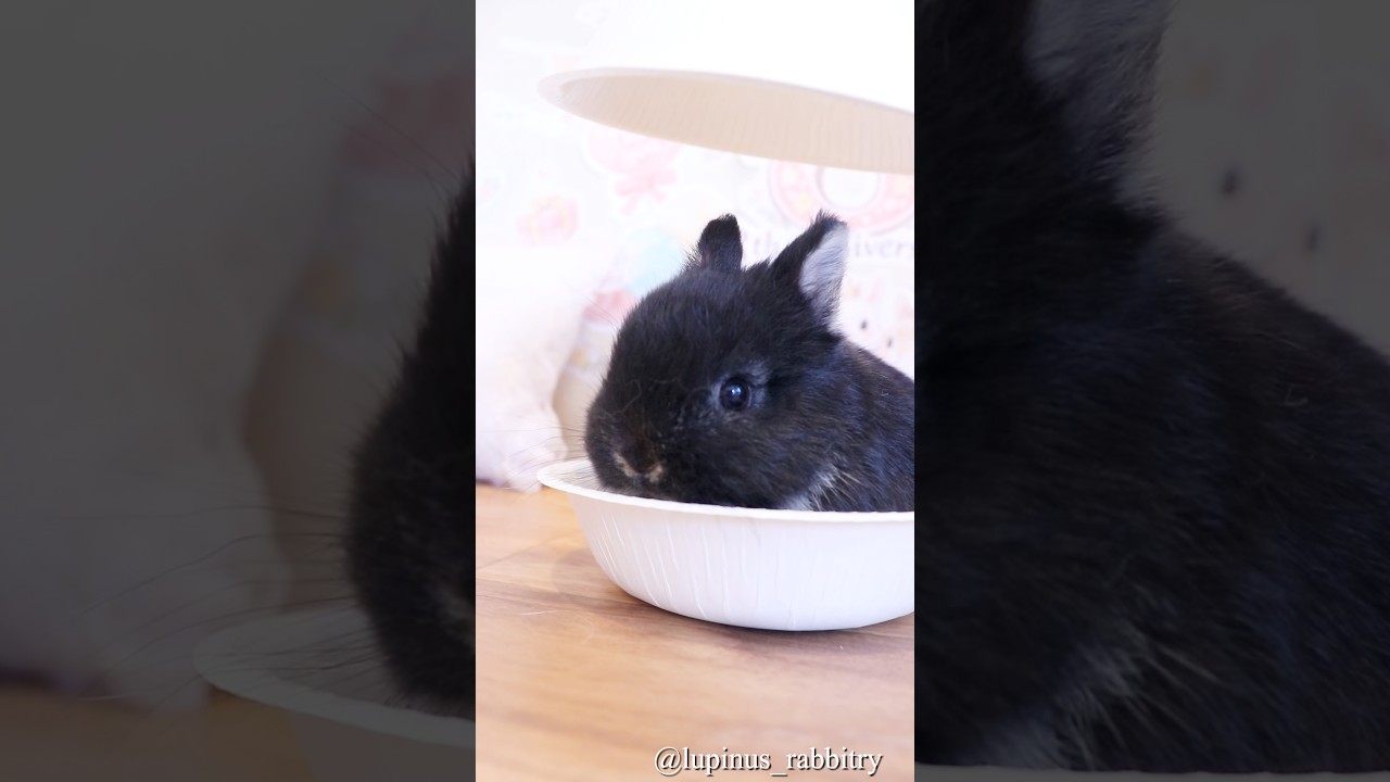 白黒ハッキリ…黒うさぎさんが映えすぎた🐇🖤