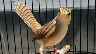 Download lagu masteran cigun ngebren gacor mp3