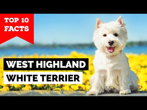 10 Fascinating Facts About West Highland White Terriers
